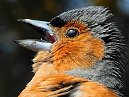 Chaffinch