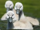 Cygnets