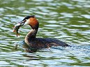 GC Grebe