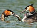 GC Grebes