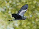Heron