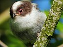 Long Tailed Tit