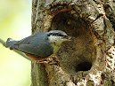 Nuthatch