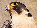 Peregrine