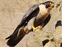 Peregrine
