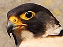 Peregrine