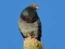 Pigeon