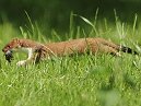 Stoat