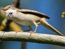 Whitethroat