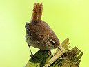 Wren