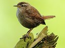 Wren