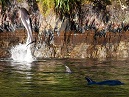 Dolphins
