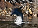 Dolphins