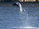 Dolphins