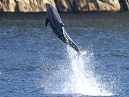 Dolphins