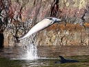 Dolphins