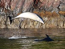 Dolphins