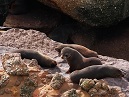 Fur Seal Pups