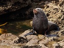 Fur Seal