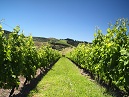 Stoneyridge Vines