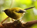 BellBird