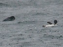 Blue Penguins
