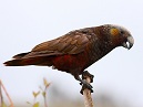 Kaka