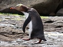 Penguin Walking