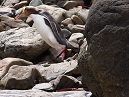 Penguin Flying