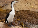 Pied Shag