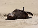 Sealion