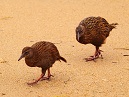 Weka