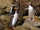 Yellow Eyed Penguins