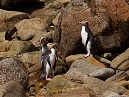 Yellow Eyed Penguins