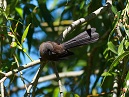 Fan Tail