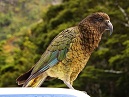 Kea