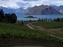 Rippon Vineyard