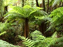 Fern Tree