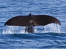 Sperm Whale