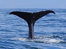 Sperm Whale