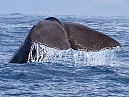 Sperm Whale