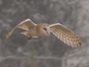 Barn Owl