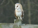 Barn Owl