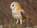 Barn Owl