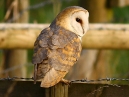 Barn Owl