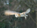 Barn Owl