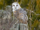 Barn Owl