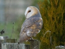 Barn Owl