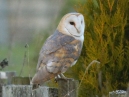 Barn Owl