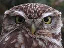 Little Owl